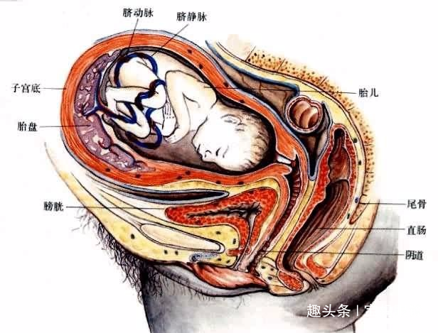 怀孕9个月,肚子变得硬硬的,宝妈很害怕|临产|孕妇|肚子_新浪新闻