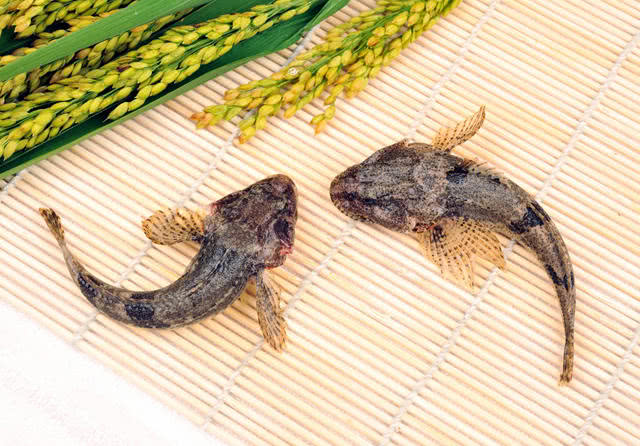 此鱼千年前就名扬天下,曾多次被吃到濒危,如今想养殖都困难!