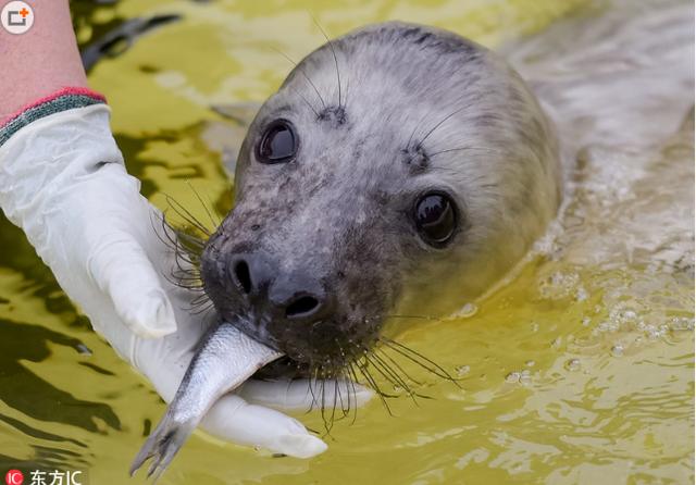 德国灰海豹宝宝吃鱼发现被拍 萌坏了