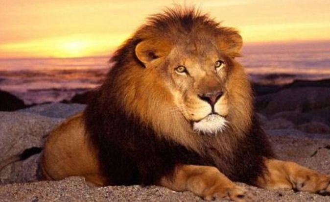 雄狮妻妾成群,什么活也不用干?实则却承受着巨大的精神压力