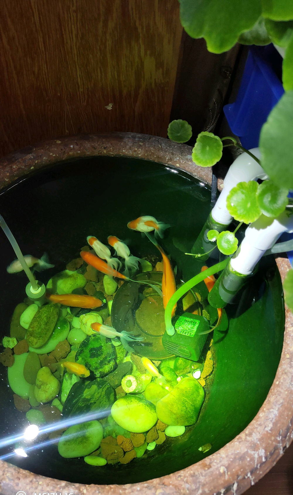 鱼缸养"铜钱草":爆盆要点"真功夫",养花养鱼两不误!