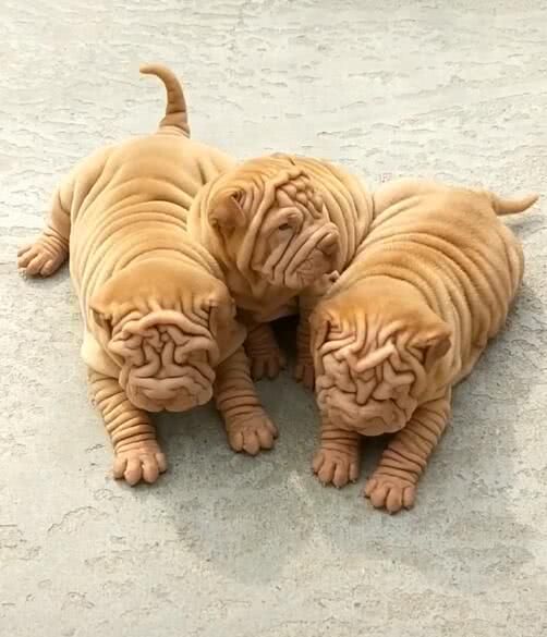 沙皮小狗聚成一团,皮厚又可爱,识货的网友:价格不菲!