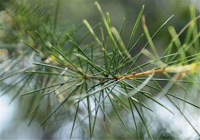 农村一种常见的树,叶子如针能去口臭,晒干泡茶还能养生|松树|松针
