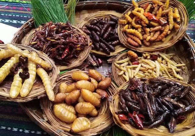 重口味全球昆虫数目减少是因为吃昆虫导致的吗盘点可食用昆虫