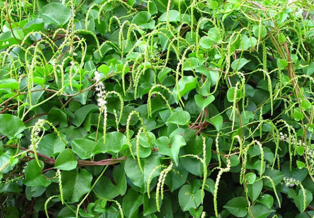 能吃的"绿萝",野外到处是,盆栽在家长得飞快,想吃就摘