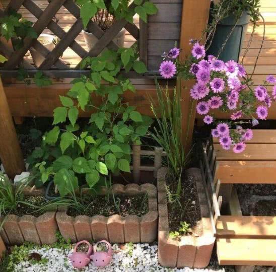 养花作弊神器"开花水",源自何物,小小一滴,开花坐果如此容易