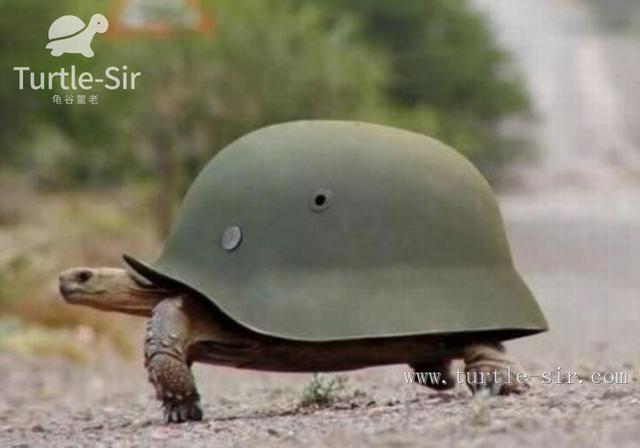 缩头乌龟的由来,全程高能来袭第一季「龟谷鳖老」
