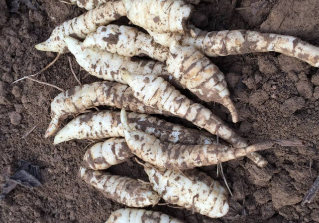 野菜|地笋|虫子_新浪新闻