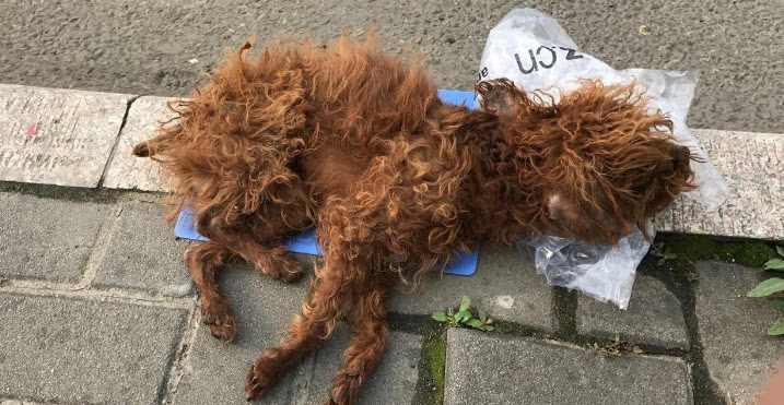 小泰迪被丢弃在路边,害怕地蜷缩着,好心人走近一看很是心疼!