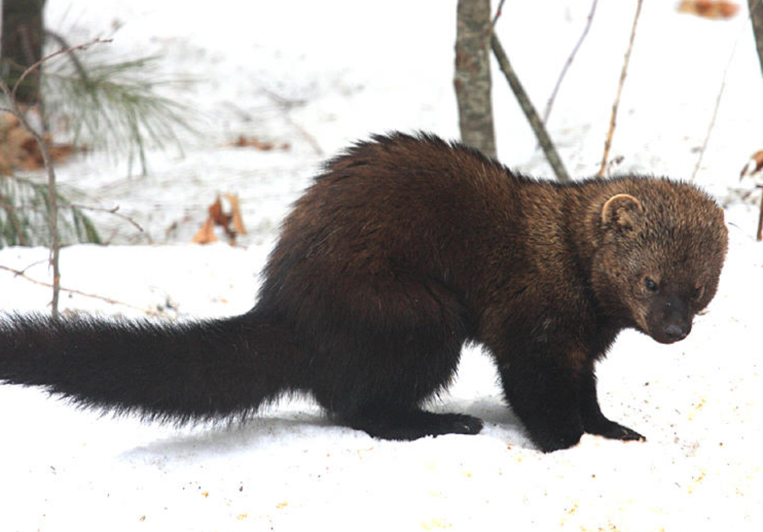 名不见经传的渔貂为何能斗败连豹子都不敢招惹的豪猪呢