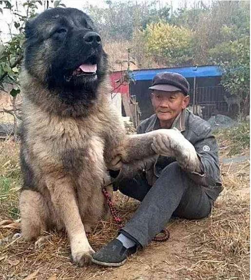 爷爷特别喜欢大狗,只是藏獒没钱买,买一条高加索狗随便玩!