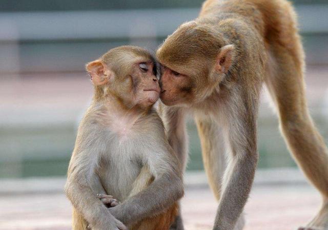 1968年出生:51虚岁猴,19年有"天塌"的大囍事,注意了!