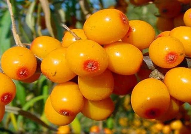 真正的"维c之王", 每斤能卖30元,吃一颗顶200颗葡萄!