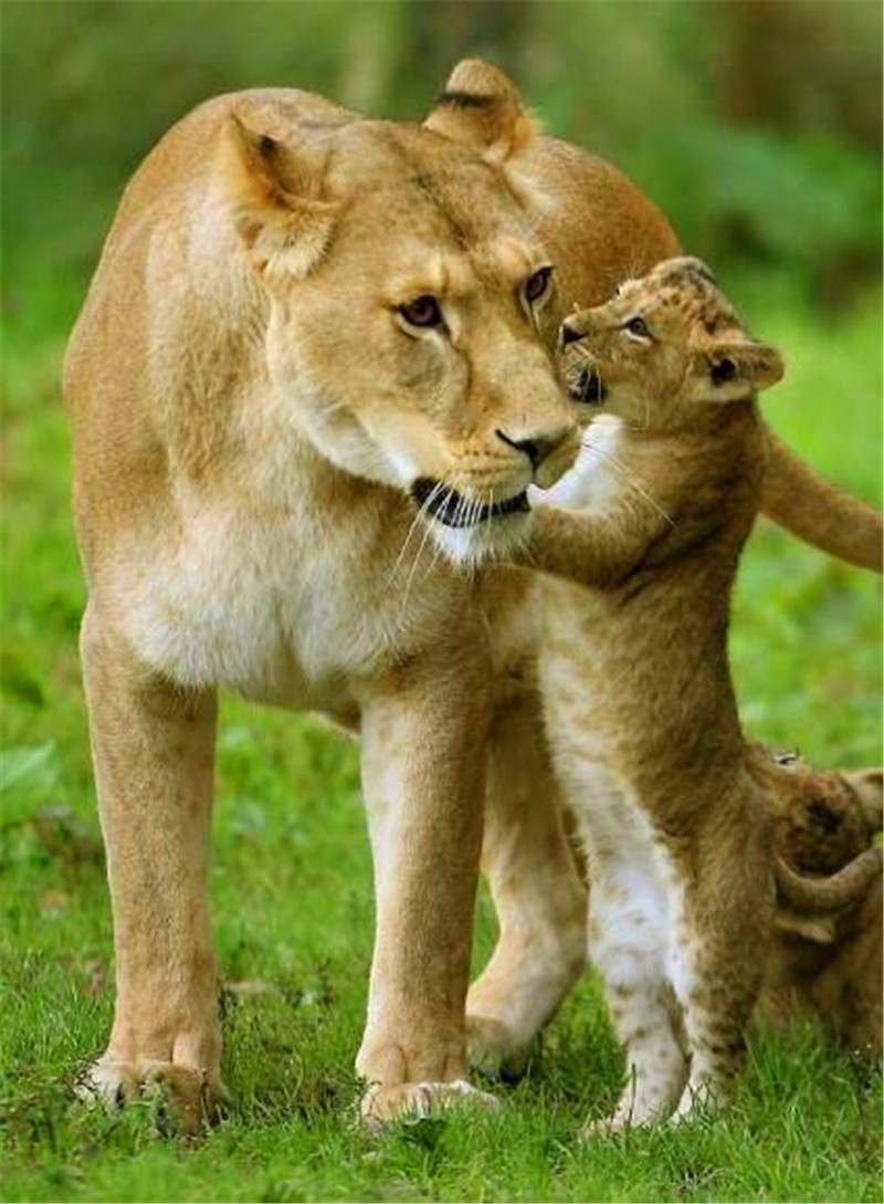 母狮怀孕图片