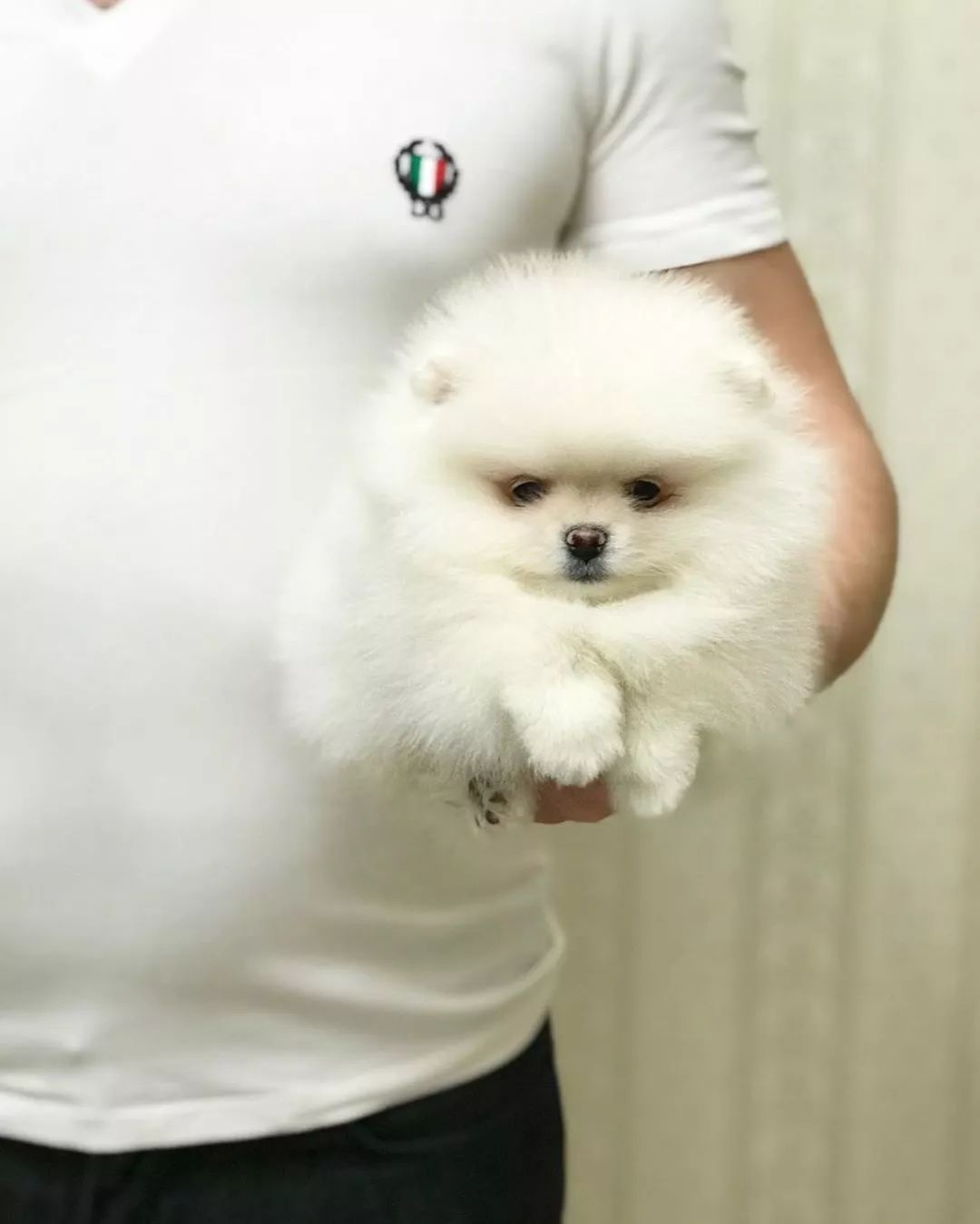 这只捧在手里胖嘟嘟的小毛球居然是狗狗?