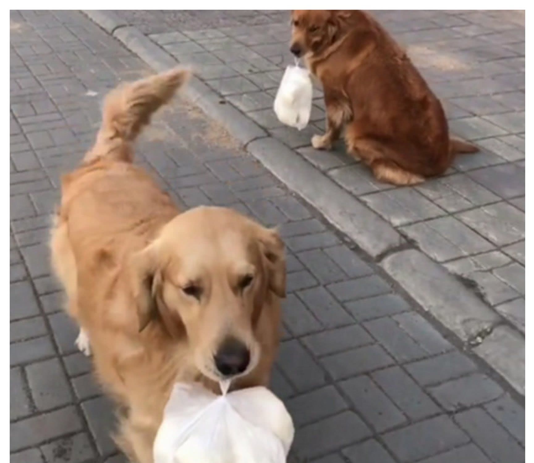 两只金毛被主人抛弃,还给它留下两袋馒头,金毛的表情惹人怜