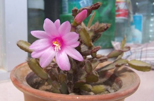 落花之舞怎么养护 落花之舞的养殖方法和注意事项