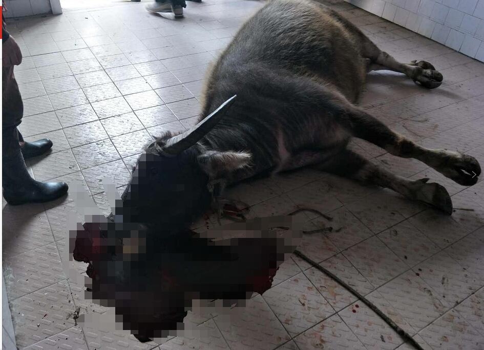 盐城市秦南一疯牛伤人 民警果断开枪击毙