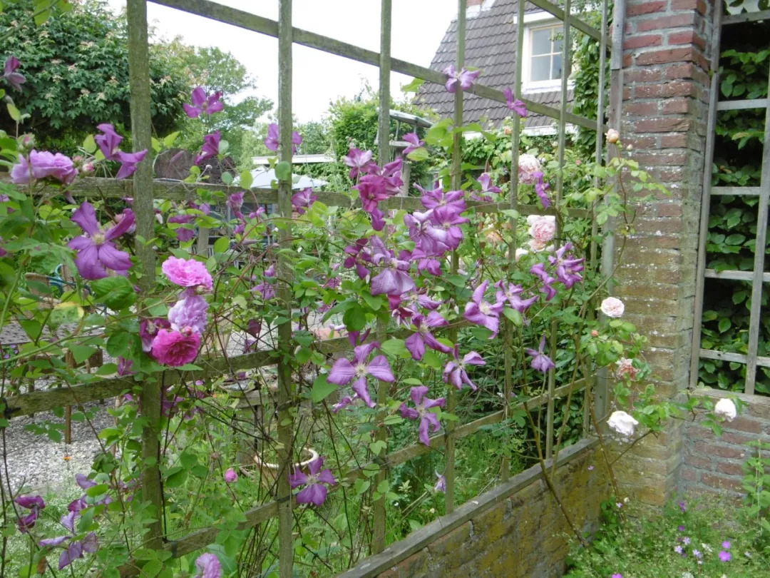 北方的朋友在户外阳台种爬藤铁线莲冬天零下20度都没事