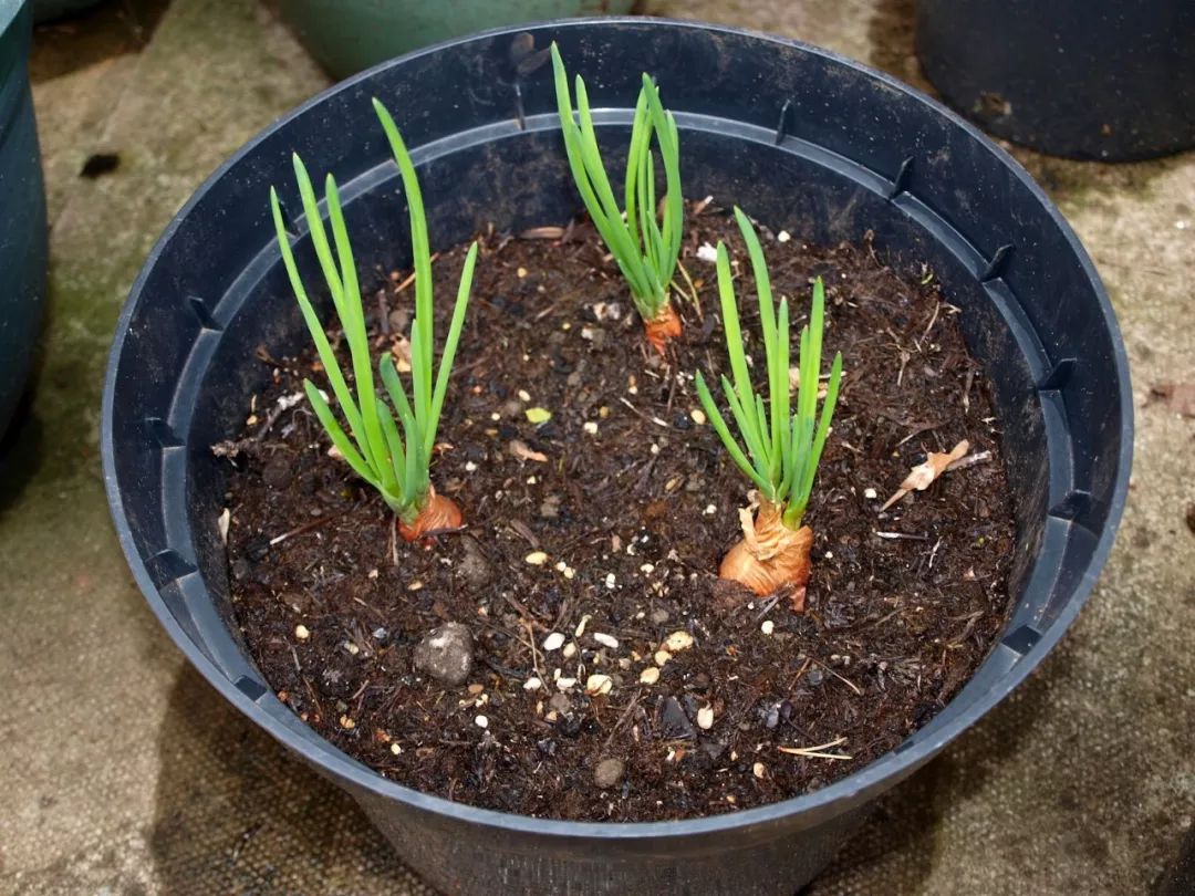 在阳台上不断有蔬菜采摘,可以用花盆种上这9种盆栽蔬菜