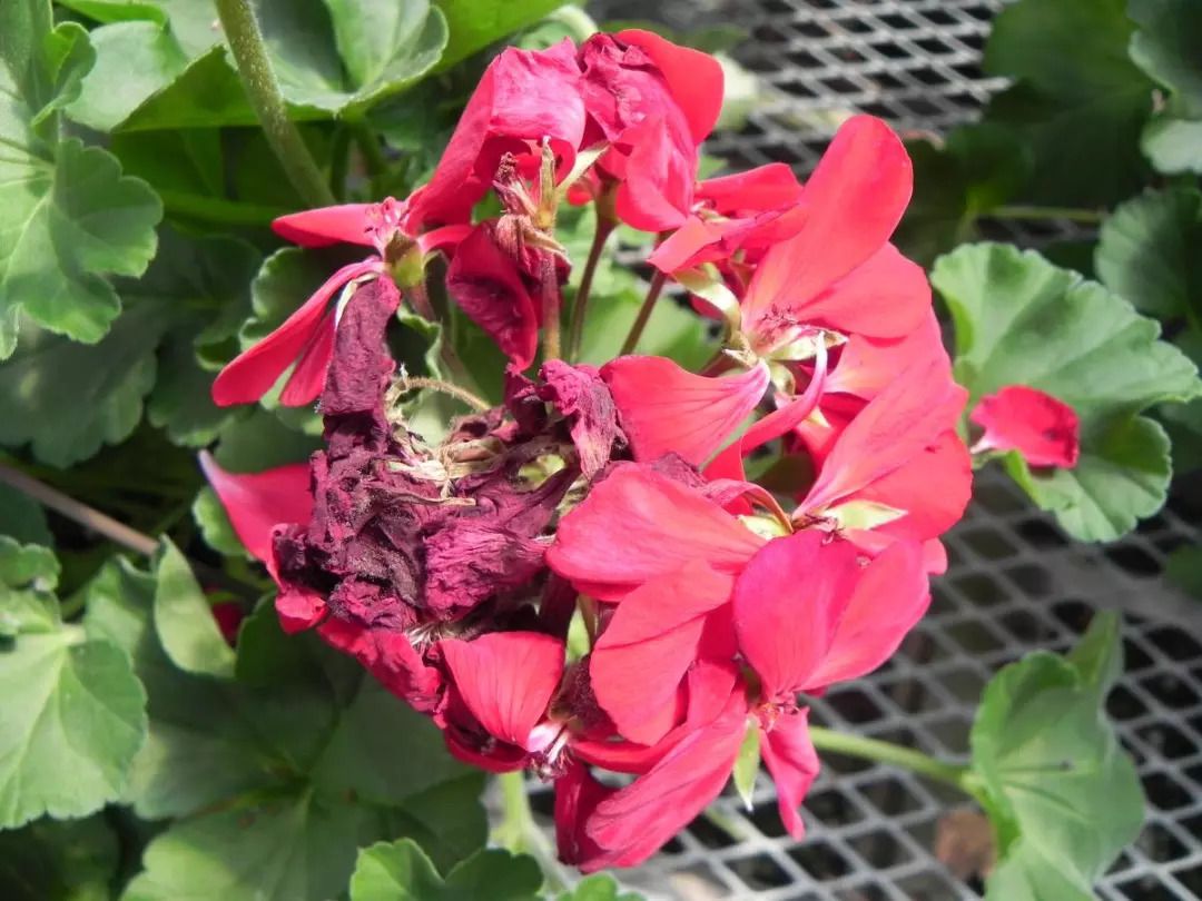 为什么你的天竺葵度过夏天之后就没有办法恢复生长