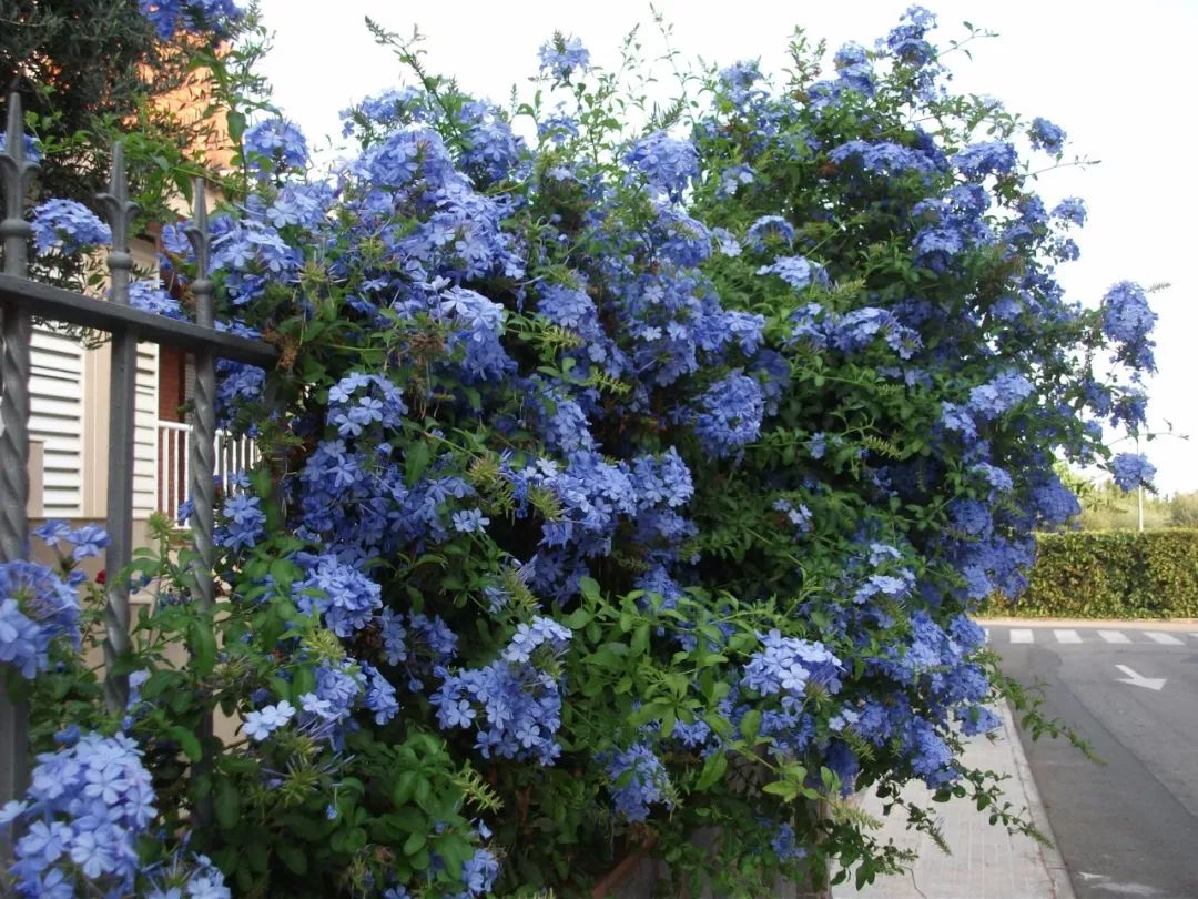 夏秋季节花儿开满一树的蓝雪花,花朵可以持续到霜冻来临