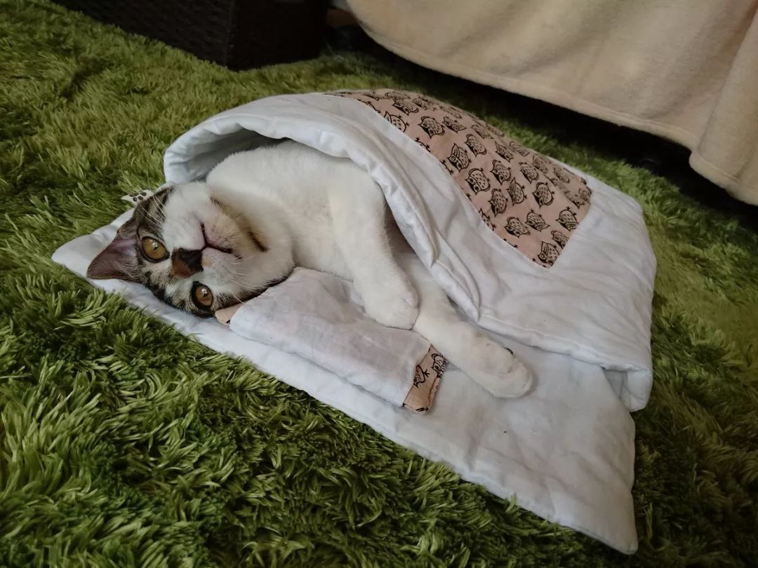 喵星人说,冬天里暖烘烘的被窝才是王道