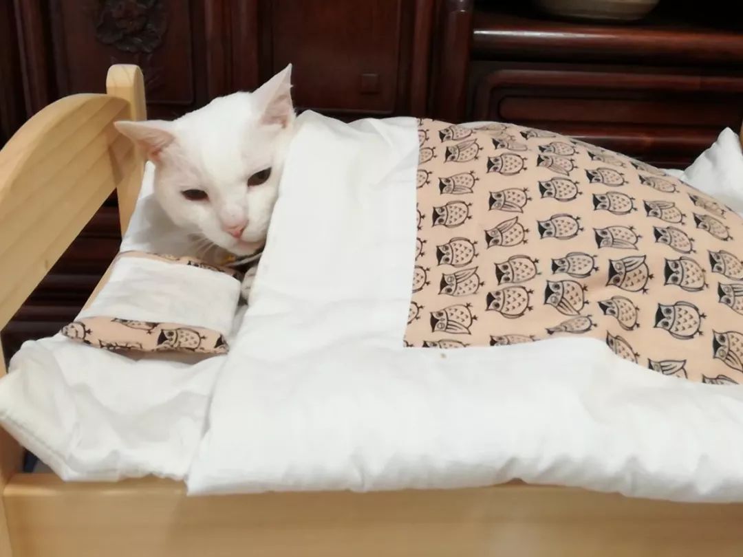 喵星人说,冬天里暖烘烘的被窝才是王道