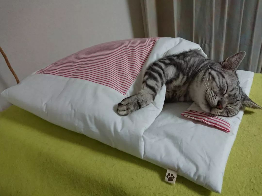 喵星人说,冬天里暖烘烘的被窝才是王道