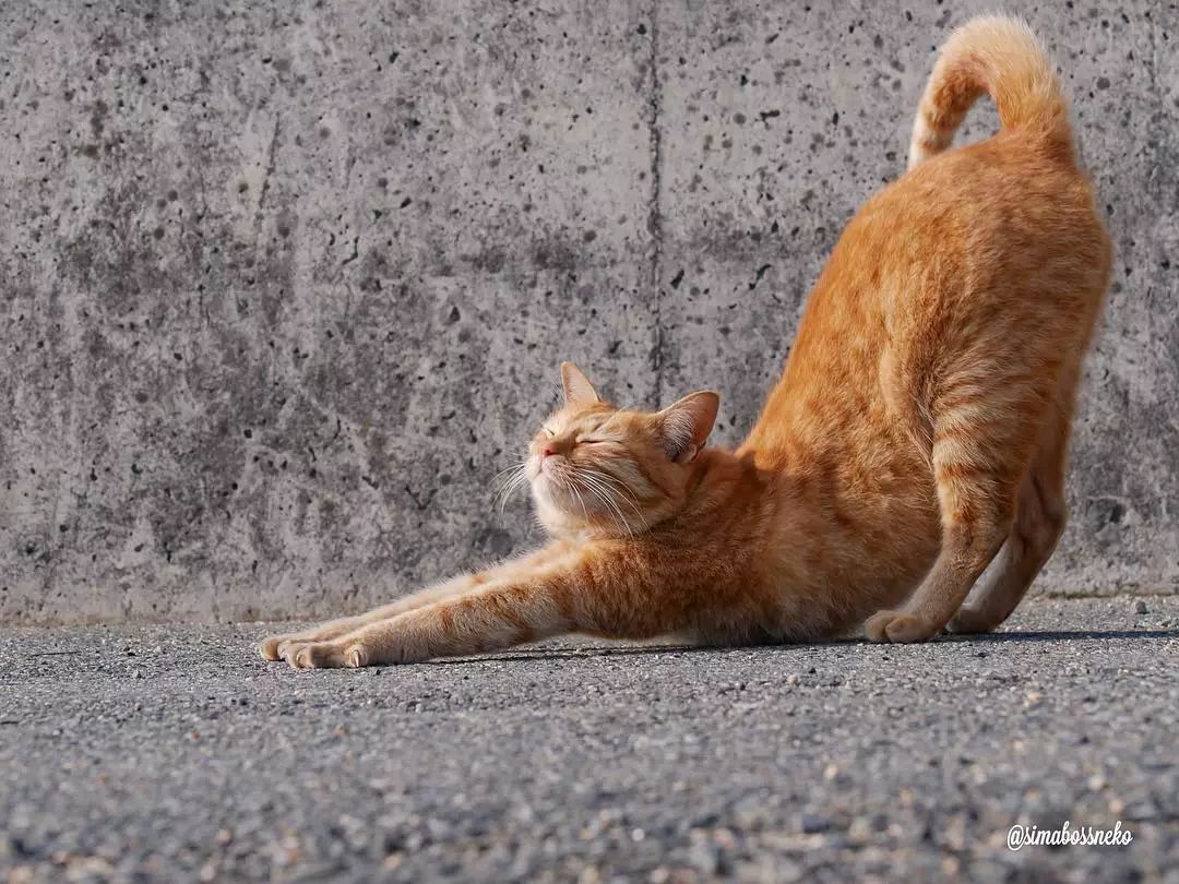 看着猫咪伸懒腰的样子真是超安逸
