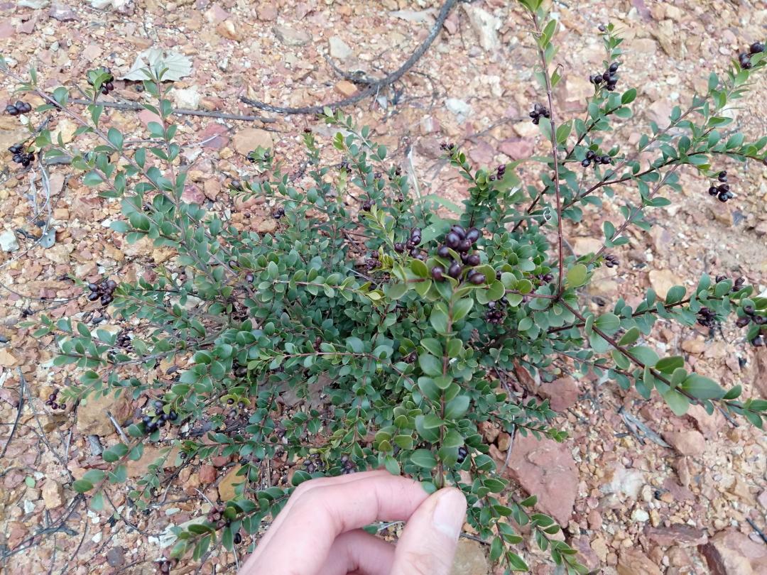 农村野果长得像"蓝莓",名声默默无闻,却是非常稀有植物