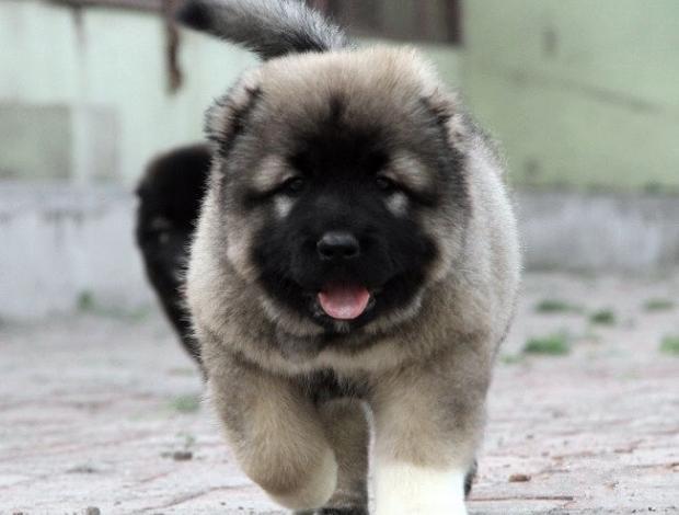 高加索犬家长告诉您养高加索犬是一种怎样的体验