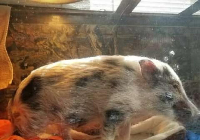 主人用鱼缸来养迷你猪小猪瘦成闪电仅不到10斤重简直皮包骨