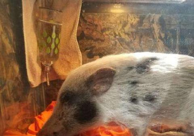 主人用鱼缸来养迷你猪小猪瘦成闪电仅不到10斤重简直皮包骨