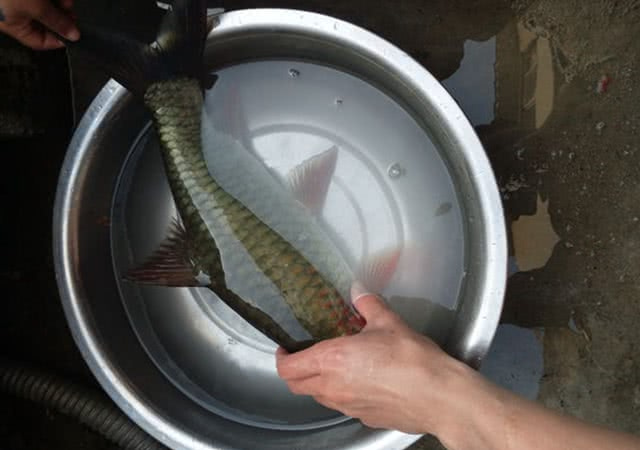 男子珠江钓获青鳞怪鱼,浑身"发红",疑似濒临灭绝的青竹鲤