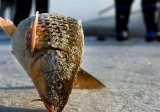 都在说南方人能抗冻,那是你不知道北方有多冷,鱼都被冻僵