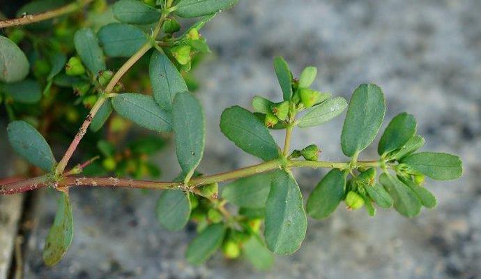 它是民间的金疮药90年代用它治刀伤干货只卖2块钱