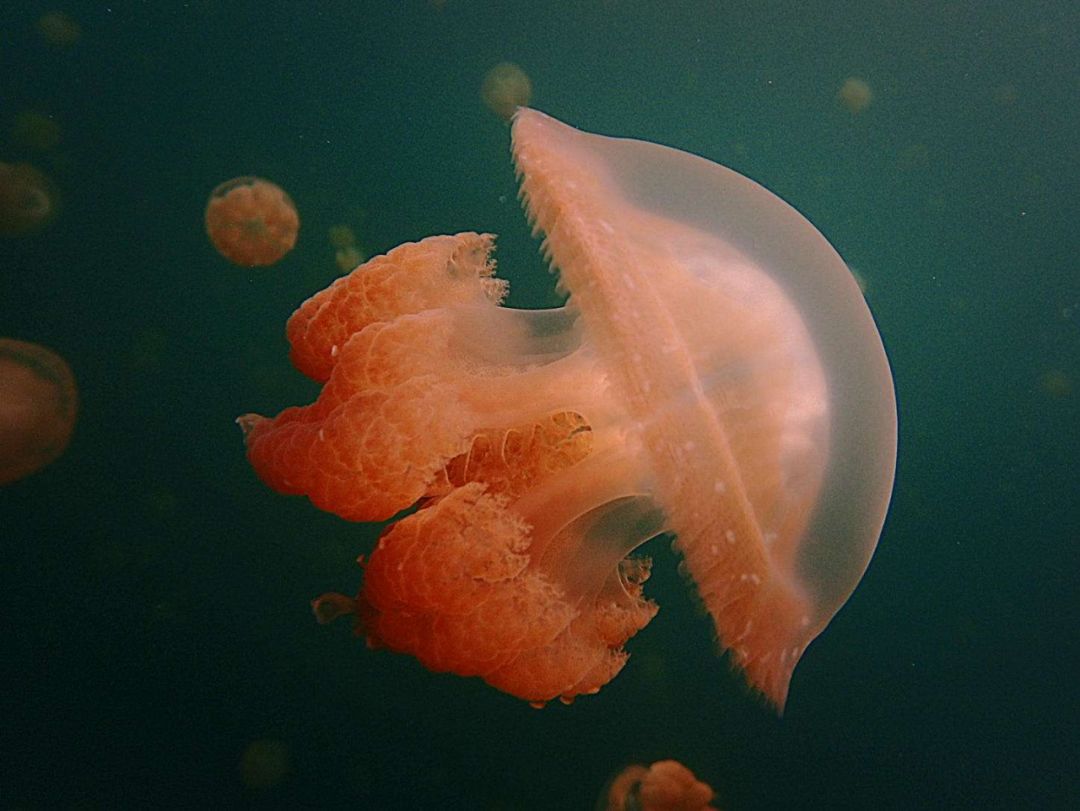 世界上唯一拥有者无毒金水母的圣地 如今濒临灭绝