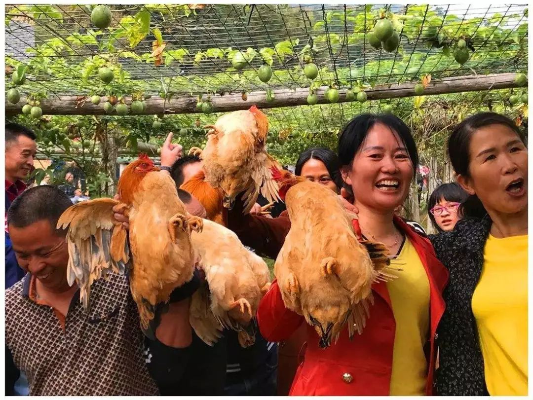 1000万起家,她构建食物链养鸡,还发力乡村生态旅游