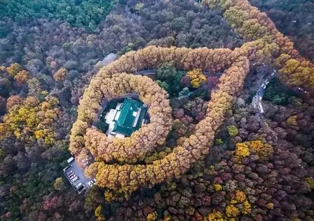 梧桐树串成一条金色的"项链",深秋南京这处美景数十年无人知晓