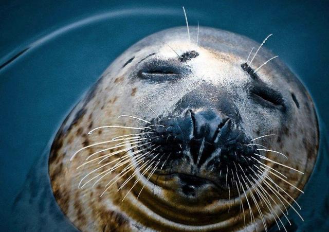 趣味冷知识大盘点海狮的胡子比耳朵还要灵