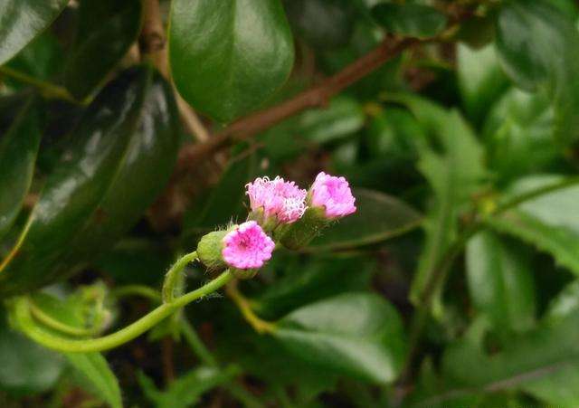 农村山里的"红头草",连家畜都不吃,晒干后却能卖将近15元一斤