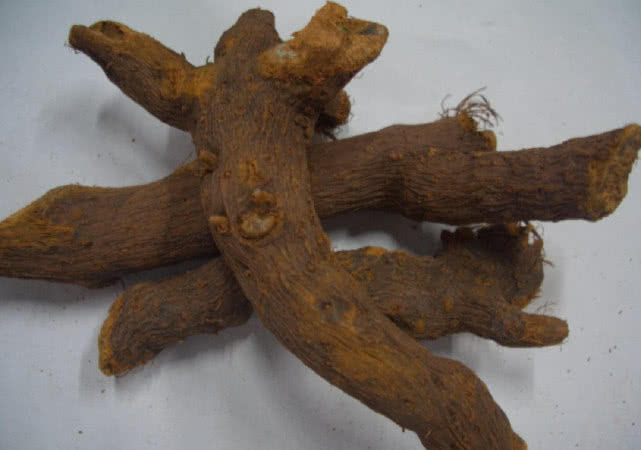 农民称其"蛇总管",以前用来喂牛,殊不知根含"黄金"价值珍贵