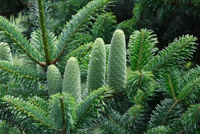 这种树就是百山祖冷杉.