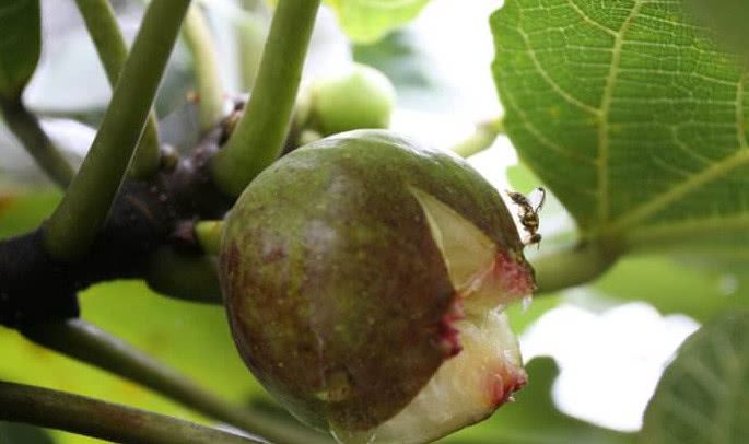 店老板却说这很正常,再也无法直视无花果|无花果|蜜蜂|授粉_新浪网