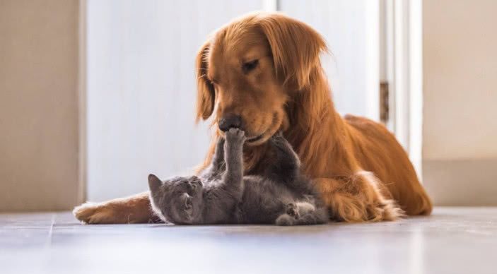 打架是本能,对症下药才能够让它们和谐相处|宠物猫|宠物狗|主人_新浪