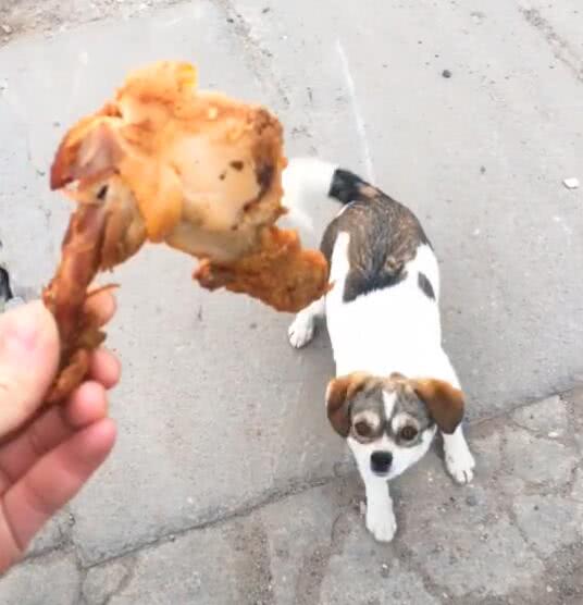 女路人喂小狗鸡腿,狗不吃叼着就跑,随即回来一个举动让她不淡定