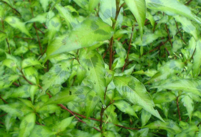 农村一种比辣椒还辣的野草,殊不知是天然酒曲,却被农民当做杂草|辣蓼