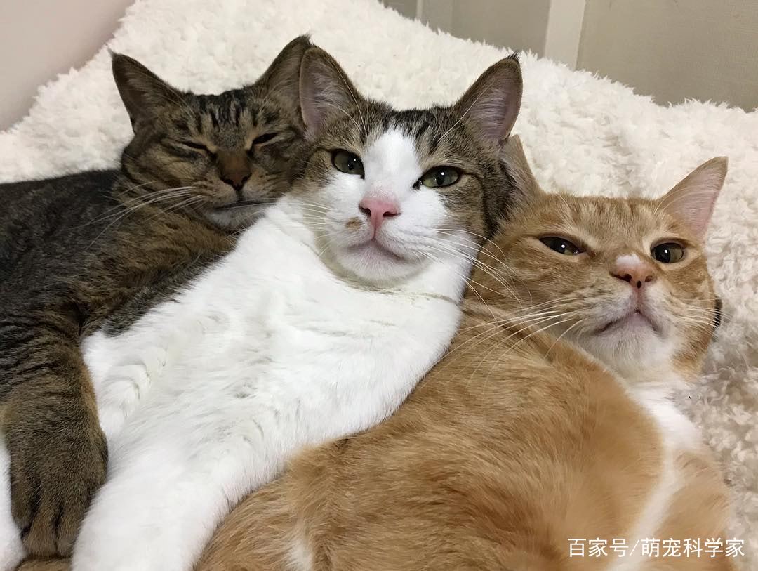 家里的3只猫咪爱叠在一起睡觉,主人拍下蠢萌睡姿,吸粉9万多