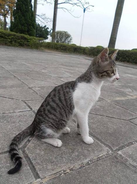 狸花猫|猫|身价_新浪新闻